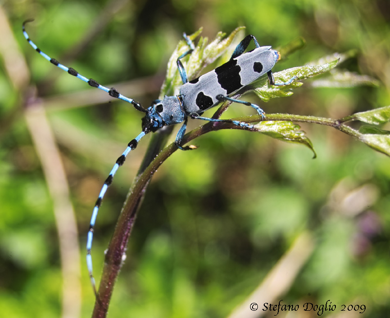 Rosalia alpina